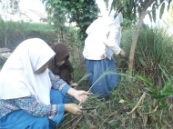 Memanen Bahan Herbal