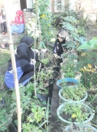 Mengenali tanaman